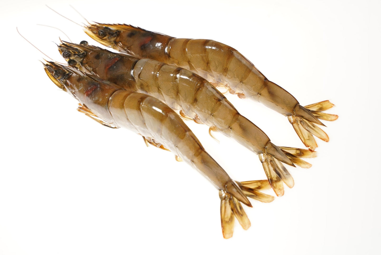 Kauai Saltwater Sweet Prawns